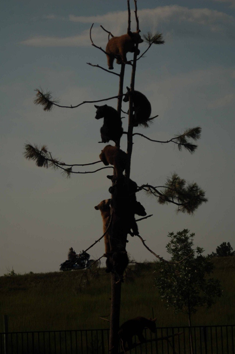 cubs in tree